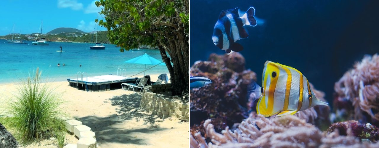 A shady beach with a swim dock, and a butterflyfish on the reef, St. Thomas