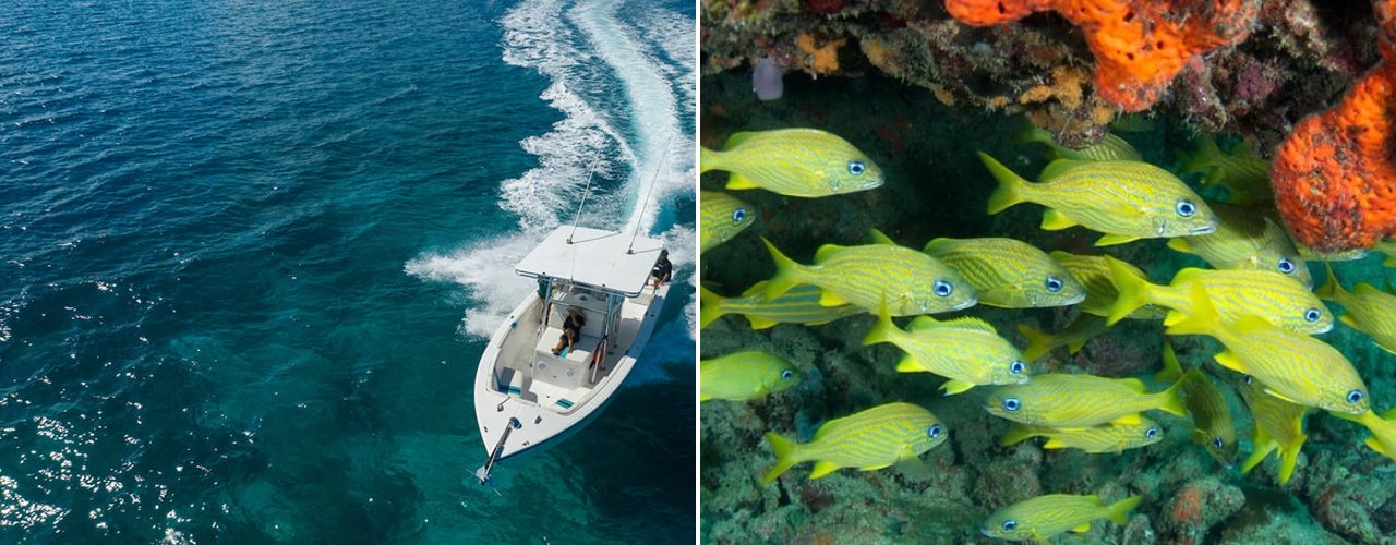 A boat carving a wake across deep blue water, and yellow grunts on the reef, St. Thomas