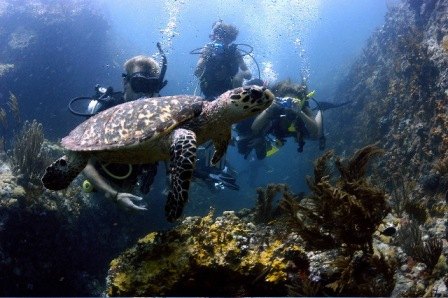 Scuba divers swimming with a hawksbill turtle over the reef, St. Thomas